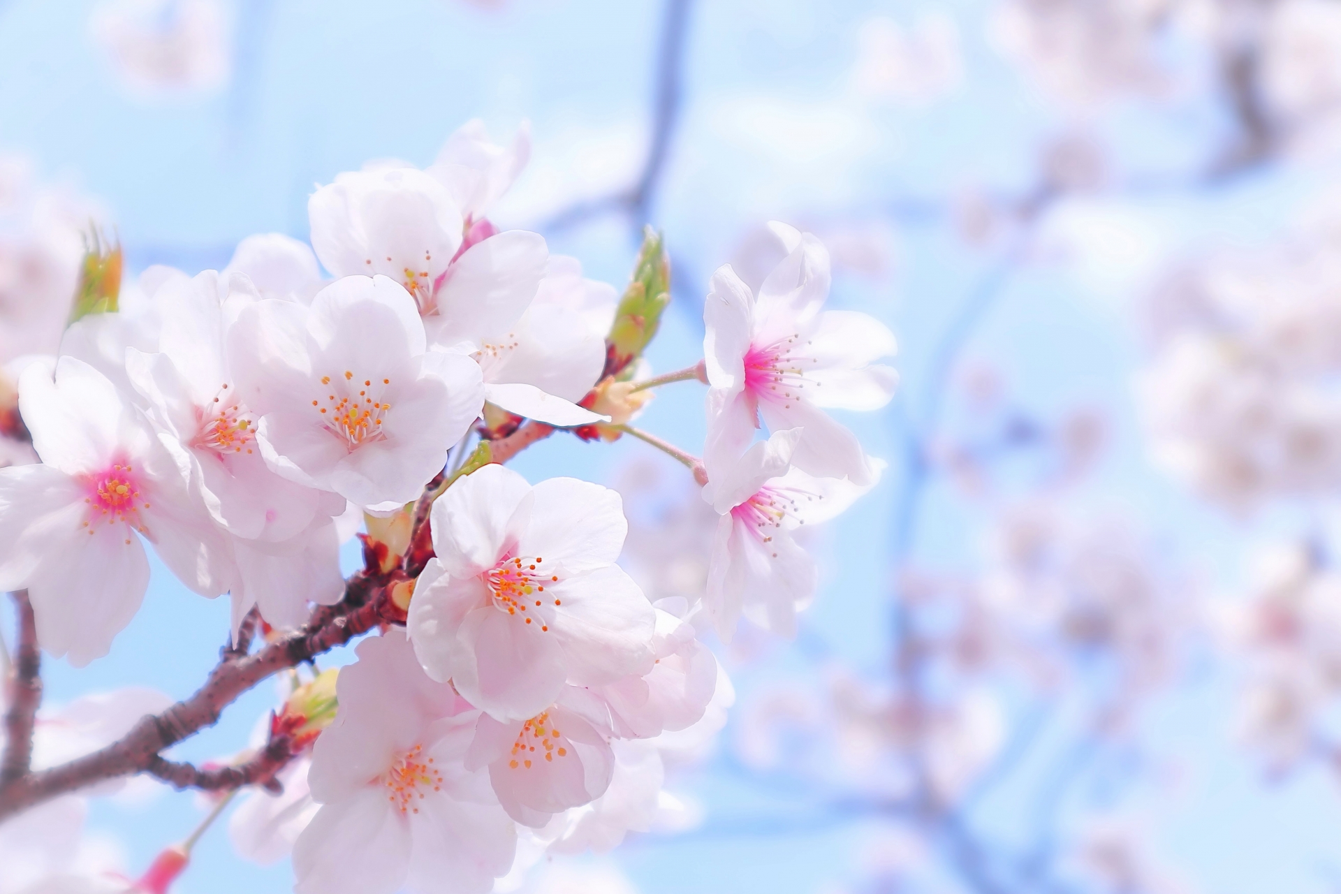 桜